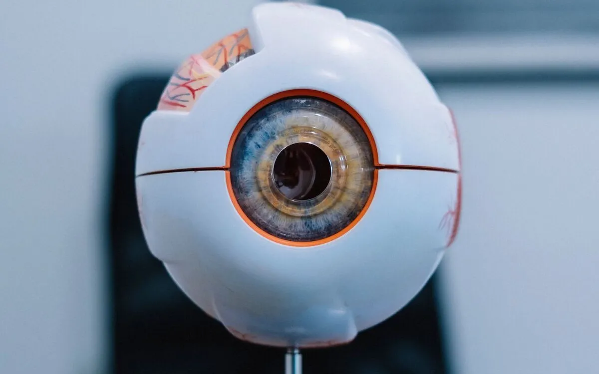 Anatomical model of the eye on a desk